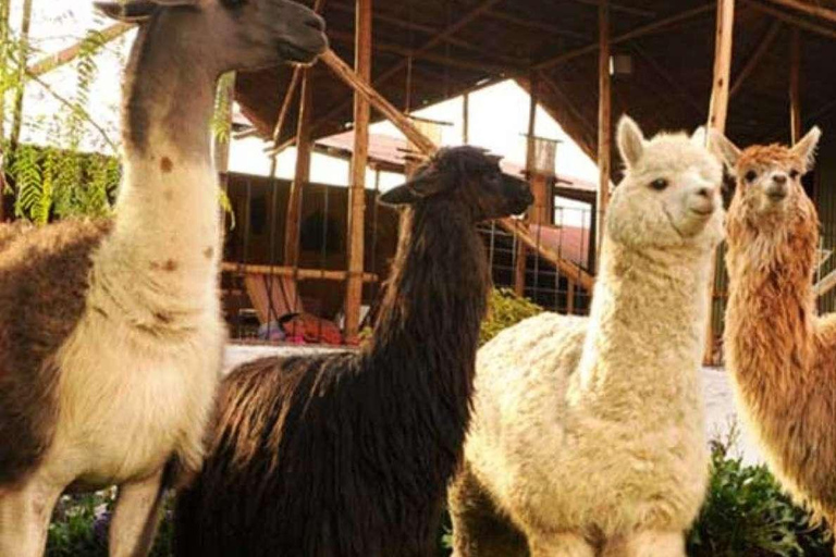 Descubre Arequipa: Un tour a pie por el Centro Histórico