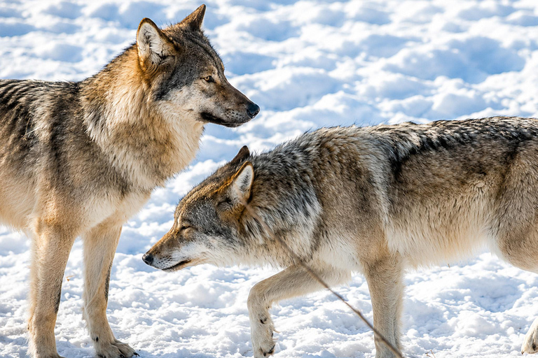 Rovaniemi: Ranua Wildlife Park, Polar Bears & Arctic Animals ⭐ Ranua Highlights | 4h | Polar Bears | Most Popular