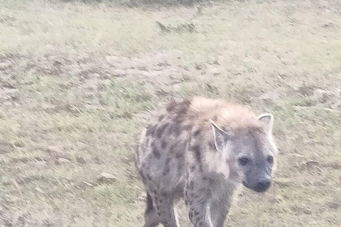 Nairobi: 3-Day epic trip to Maasai Mara Reserve with meals 3 days, 2 nights private safari to Mara in a tourist VAN