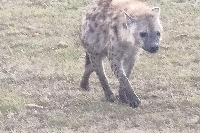 Nairobi: 3-Day epic trip to Maasai Mara Reserve with meals 3 days, 2 nights private safari to Mara in a tourist VAN