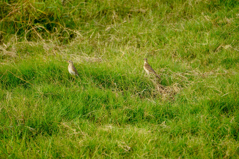 Minneriya: Private Bird Photography Tour with Guide
