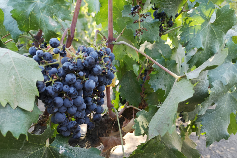 Excursión ampliada a Concha y Toro con 7 degustaciones y Lapislázuli