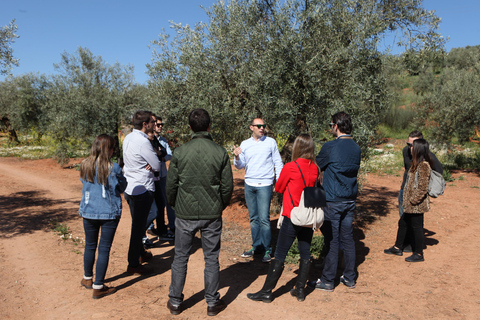 "Oro Bailén": Tour of Oro Bailen Grove + Mill + Tasting Visita al olivar + almazara + degustación (español)