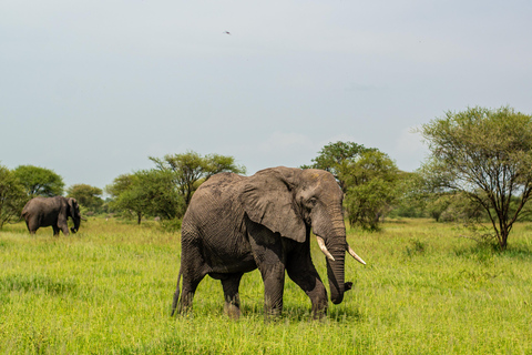 Tarangire Day Safari: Private 4x4 Suzuki Vitara Experience