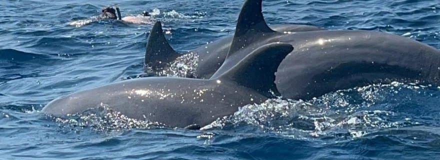 Zanzibar : île de Mnemba, forêt de Jozani et visite de la grotte de Salaam