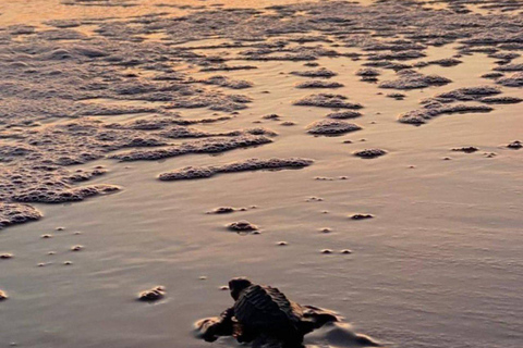 Barra de Santiago: Turtle Release Experience & Beach