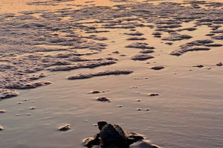 Barra de Santiago: Turtle Release Experience & Beach