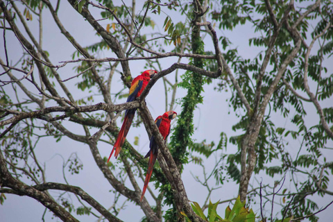 Carara nationalpark: Bästa turen Carara nationalpark-en dag