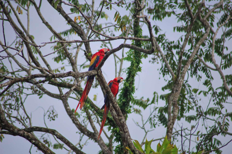 Parque Nacional de Carara: Melhor Tour Parque Nacional de Carara - Um dia