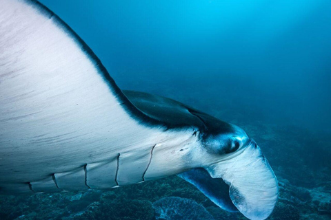 Bali: Private Snorkeling at Manta Point Nusa Penida Round Transfer Bali Island