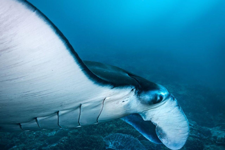 Bali: Private Snorkeling at Manta Point Nusa Penida Round Transfer Bali Island