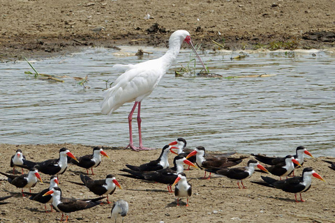 Oeganda: 5-daagse safari naar Murchison Falls &amp; Semuliki NP