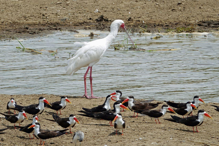 Uganda: 5-Day Safari to Murchison Falls & Semuliki NP