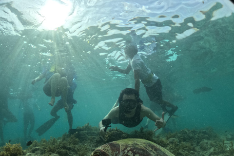 Cebu: Oslob valhajsskådning Canyoneering privat upphämtning