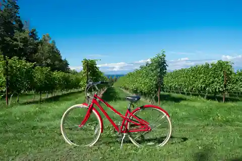Visita de um dia a uma adega com prova de vinhos e lanche de queijo