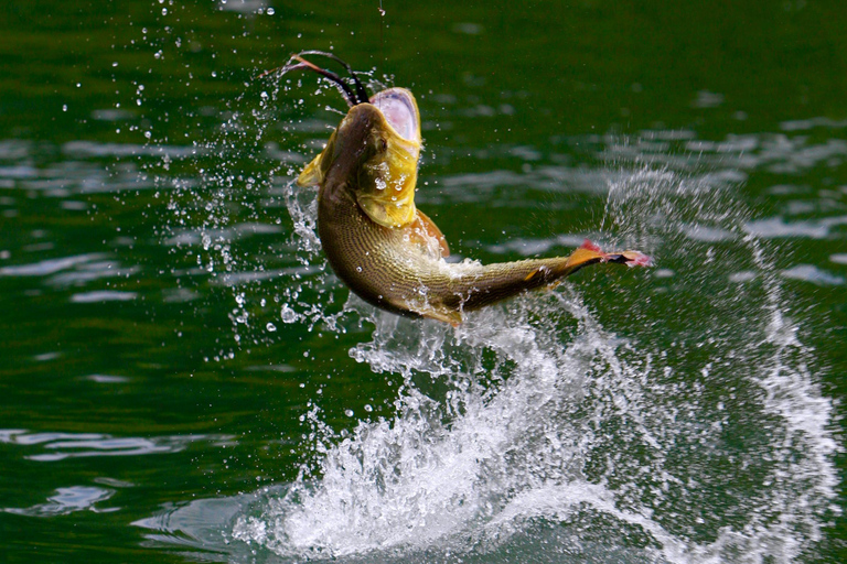 Rovaniemi: Tour di pesca estiva nella natura artica e barbecueTour di pesca estiva nella natura artica e barbecue - Piccolo gruppo