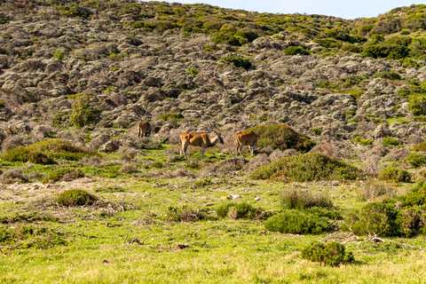 Kaap Schiereiland: Hele dag privé tour