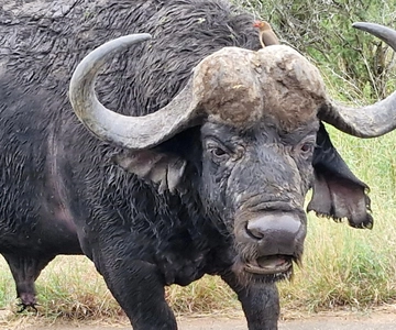 From Marloth Park: Half Day Kruger Park Wildlife Safari