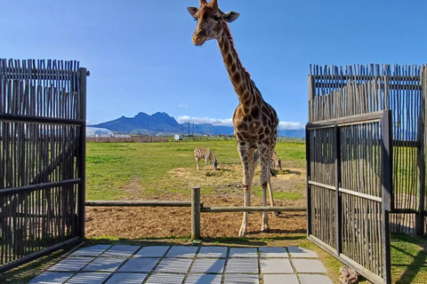 Città del Capo: degustazione di vini, casa delle giraffe e incontro con il ghepardo