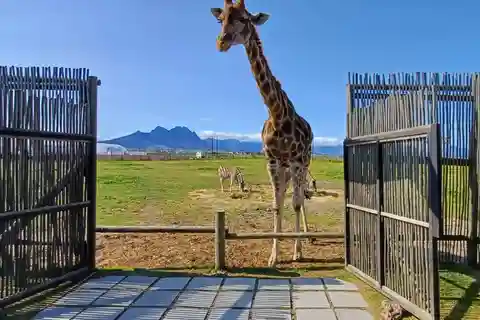 ケープタウン ジラフ ハウス、チーターとのふれあい、ワイン テイスティング