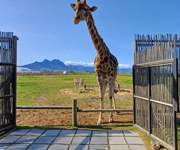Cape Town Giraffe House, Cheetah Encounter and Wine Tasting