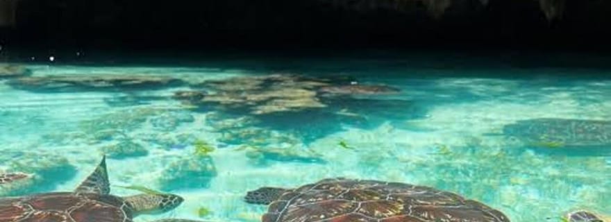 Zanzibar : ⭐ Expérience privée à la grotte de Salam et à la plage de Mtende ⭐