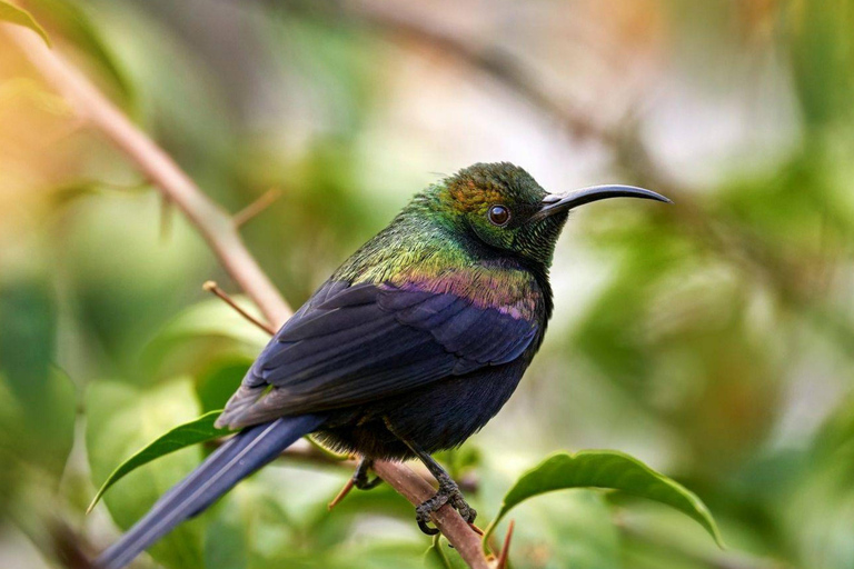 Addis Ababa: Full-Day Nature Tour with Wildlife & Villages