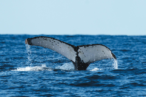 The Rio´s Ultimate Whale Whatching Experience THE RIO´S ULTIMATE WHALE WHATCHING