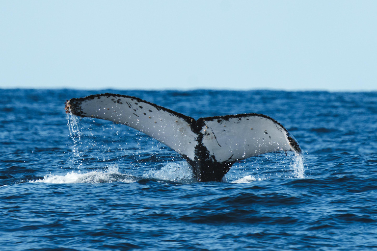 The Rio´s Ultimate Whale Whatching Experience THE RIO´S ULTIMATE WHALE WHATCHING