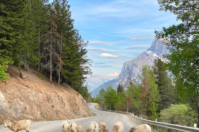 Au départ de Calgary : Excursion d'une journée dans le parc national de Banff