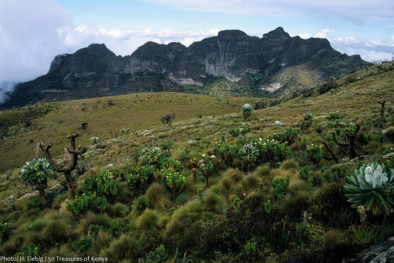 Aberdare National Park Day Excursion From Nairobi Aberdares National Park Day tour From Nairobi