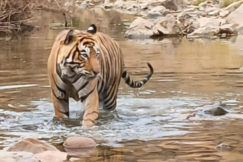 Excursión de un día a Sariska: emocionante safari de tigres con desayunoTour privado con transporte y desayuno.