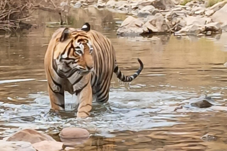 Excursión de un día a Sariska: emocionante safari de tigres con desayunoTour privado con transporte y desayuno.