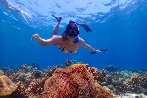 Khao Lak: Koh Haa & Koh Rok Snorkel Tour with Buffet Lunch