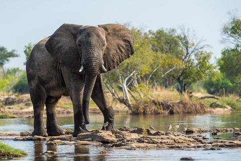 Livingstone: Birdwatching & Rhino Game Drive Safari