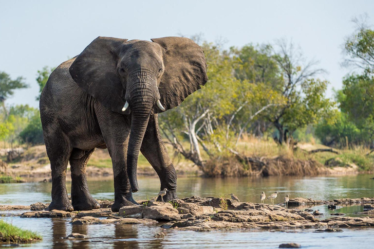 Livingstone: Birdwatching & Rhino Game Drive Safari