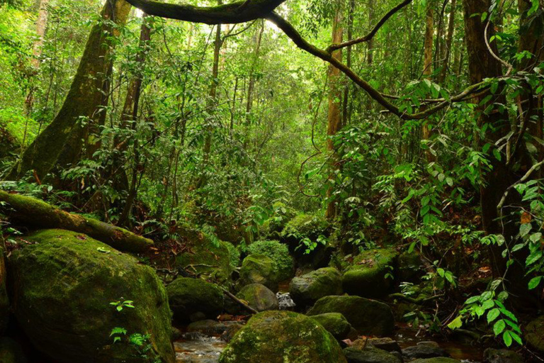 From South Coast: Sinharaja Rainforest Day Trip From Galle: Sinharaja Day Trip