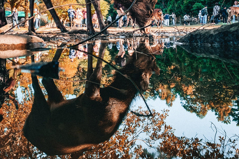 Excursão particular a Kyoto, Nara e Osaka com motorista que fala inglês