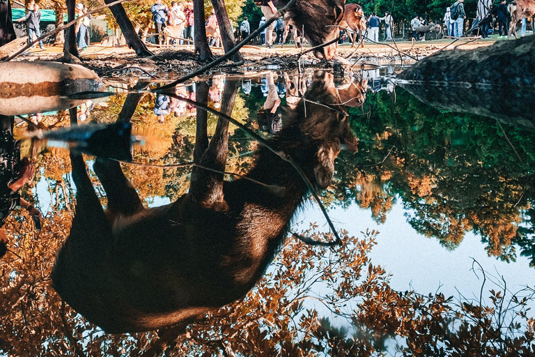 Excursão particular a Kyoto, Nara e Osaka com motorista que fala inglês