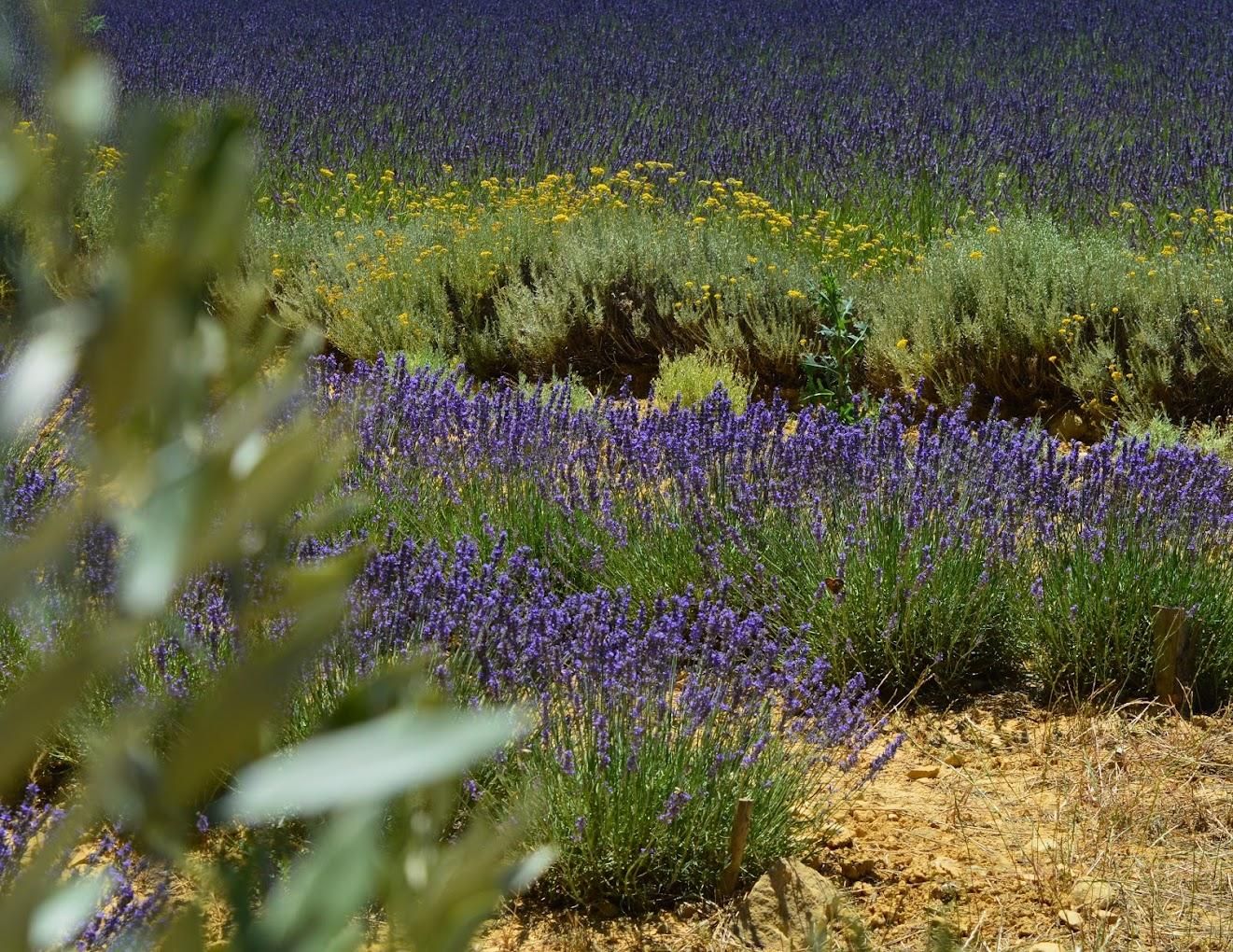 Montpellier:Journée Huile d'Olive, Vin, St Guilhem le Désert