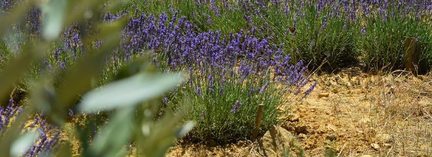 Montpellier:Journée Huile d'Olive, Vin, St Guilhem le Désert
