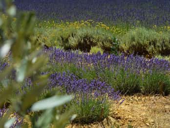 Montpellier:Journée Huile d'Olive, Vin, St Guilhem le Désert