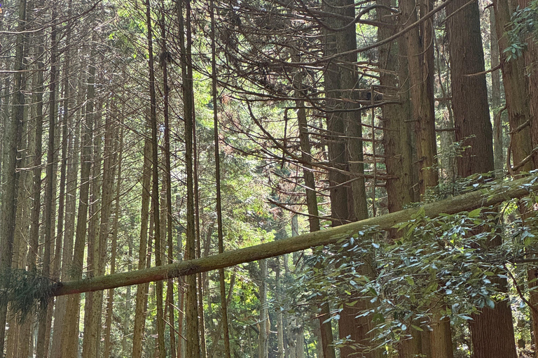 Osaka E MTB Trail Ride: Katsuo-ji Temple & Pilgrim Trails Advanced E-MTB Trail Experience Katuo-ji temple