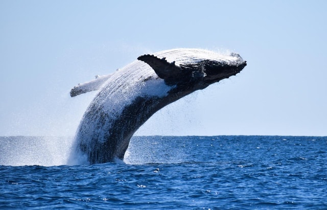 Whales watching, Hermanus, boat trip& private wine tasting