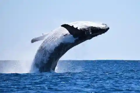 Whales watching, Hermanus, boat trip& private wine tasting