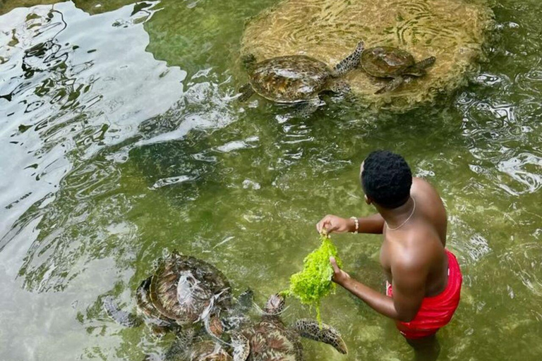 ZANZIBAR: Sea Turtle Swimming & Feeding Experience in NUNGWI