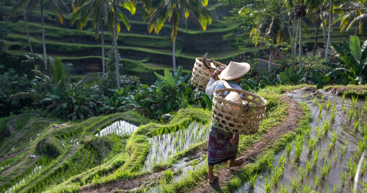 Ubud Apenbos Rijstterrassen Waterval En Tempeltocht Getyourguide