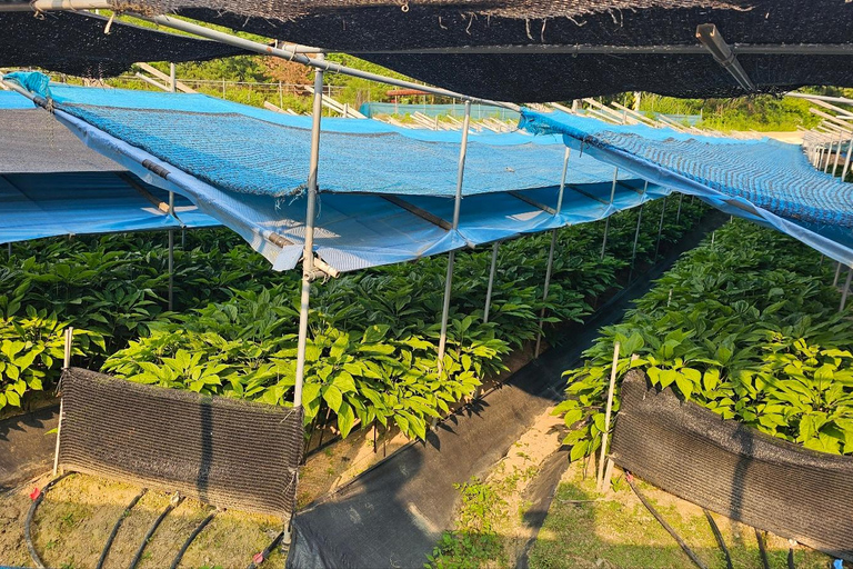 From Seoul: Make Your Own Chilli Paste & Ginseng Liquor Tour