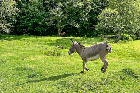 Brasov: Observação de ursos na natureza (de um esconderijo)