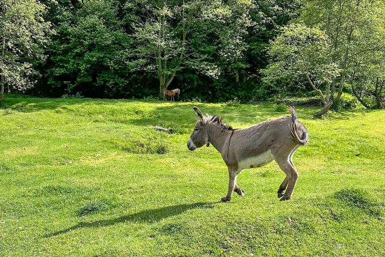 Brasov: Observación de osos en la naturaleza (Desde un escondite)